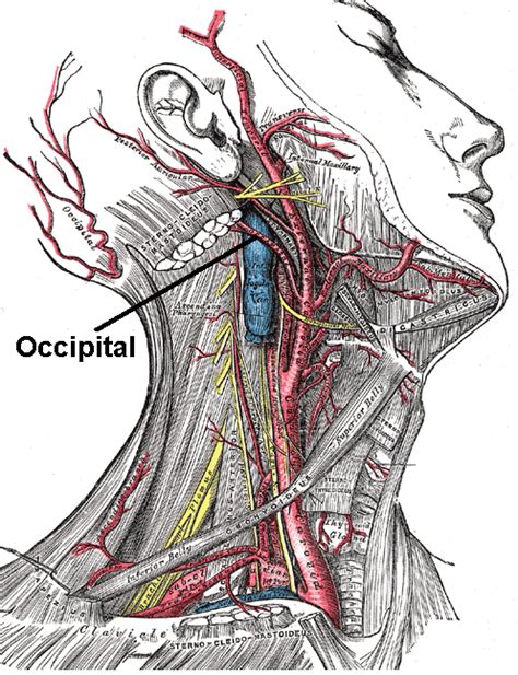 Occipital Neuralgia Head Pain Location Of Where Some Of The Pain Comes