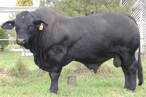 Black Brangus Bull He Doesnt Look Like Hes Interested In Being