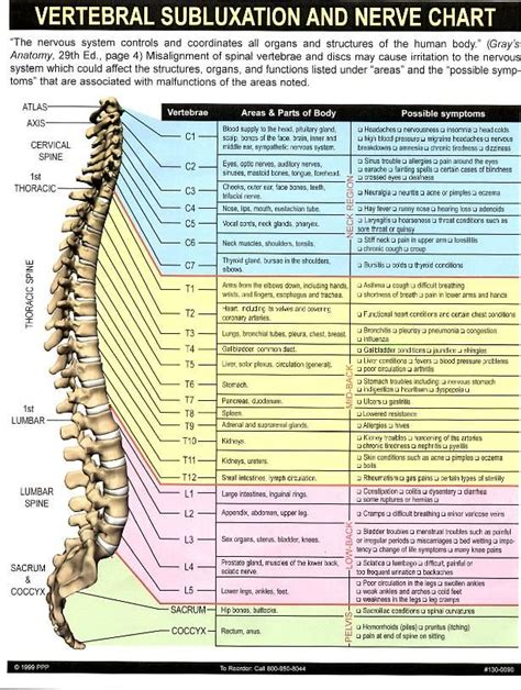 Check spelling or type a new query. Diagram Lower Back Muscle Pain / How It Works - Dr. Mark Schwartz Chiropractic - Once the ...