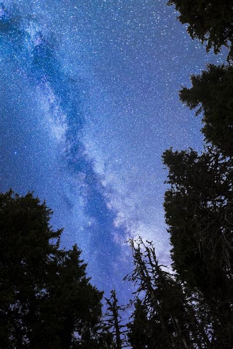 Blue Milky Way Falling Stars Pine Trees Silhouette Stock Image Image