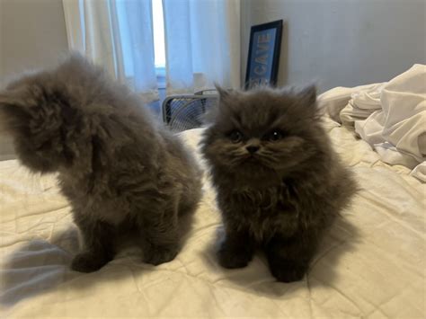 Persian Cats For Sale Chicago IL 532334 Petzlover