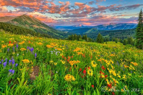 Allan Ivy Photography Colorado Wild Flower Sunset Mystymoonlight I