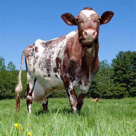 Please spay and neuter your pets! Red Dane Cow Dairy | We care about Animal Care | Cow ...
