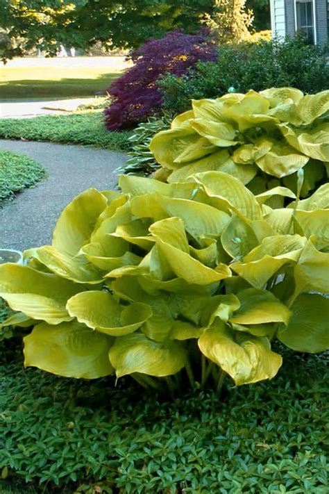 Buy Sum And Substance Hosta Lily Free Shipping 1 Gallon Size Plants