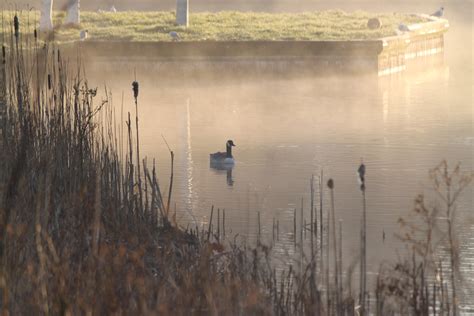 Free Images Water Nature Winter Bird Fog Mist Morning Lake