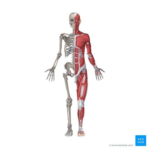 Musculoskeletal System In 2020 Musculoskeletal System Body Systems
