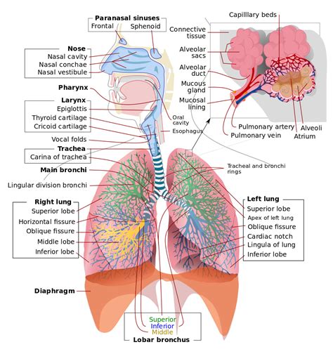 Aprende Y Disfruta Con Las Ciencias Naturales Anatomía General Del Aparato Respiratorio