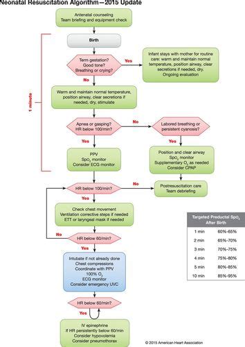 Neonatal Resuscitation Flow Chart Hot Sex Picture