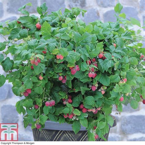 Average rating:4.8out of5stars, based on6reviews6ratings. raspberry plants