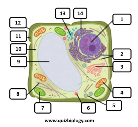 Diagram Quiz On Plant Cell Structure And Function Cell Biology Quiz