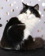 Norwegian forest cat black and white. Norwegian Forest Cat Breeder List