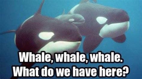 Whale Jokes Dirty Freeloljokes