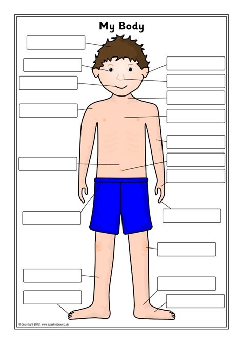 Welcome to innerbody.com, a free educational resource for learning about human anatomy and physiology. Body labelling