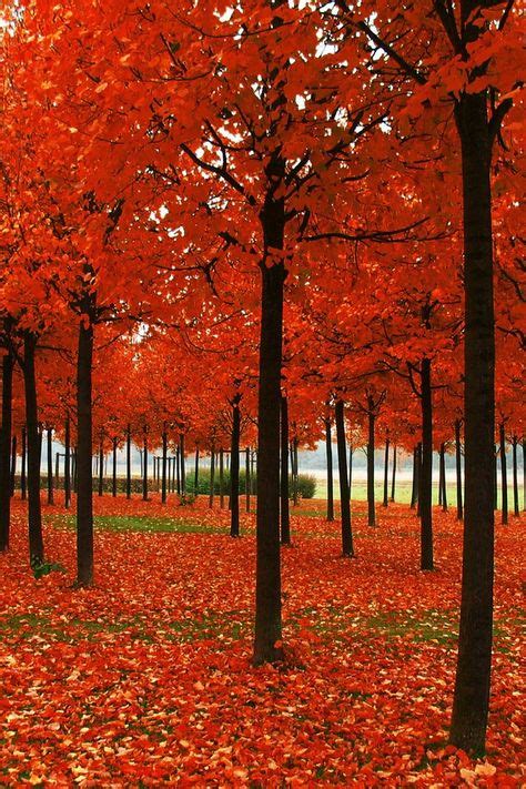 Autumn Wallpaper Iphone Red Sunset Maple Beautiful Tree