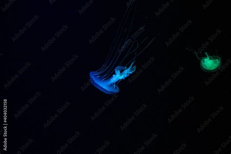 Beautiful Jellyfish Moving Through The Water Neon Lightsbackground
