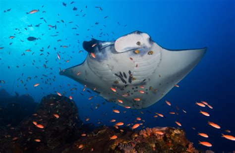 Protecting Lagoons Could Be Key To Saving Manta Rays Say