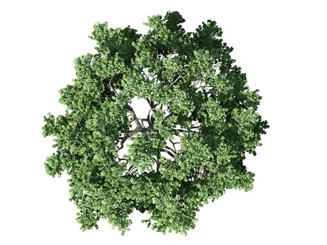Tree Plan Vector Free Download at GetDrawings | Free download