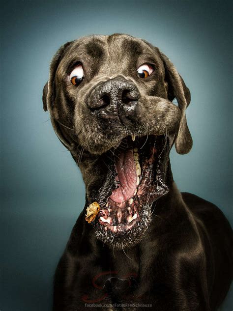 Photographer Christian Vieler Captures Dogs Reactions As They Try To