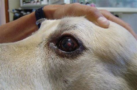 Will Dog Eye Ulcer Heal On Its Own