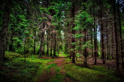 Pine Path Forest Tree Wallpapers Hd Desktop And Mobile Backgrounds