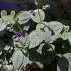 Pleroma Species, Glory Bush, Silver Leafed Princess Flower ...
