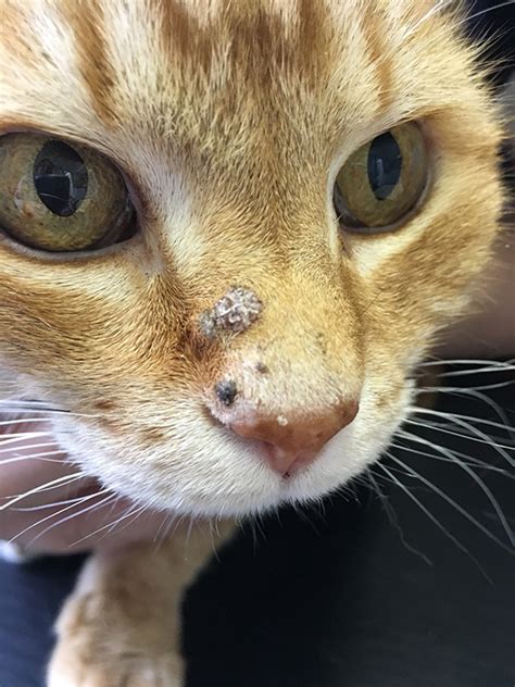 Ringworm On My Cats Nose