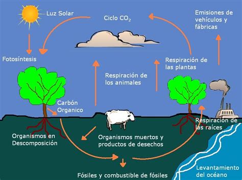 Ciclo De La Naturaleza Ciclo Del Carbono