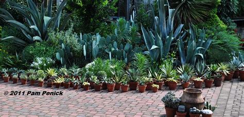Visit To Plant Delights Nursery And Juniper Level Botanic Garden