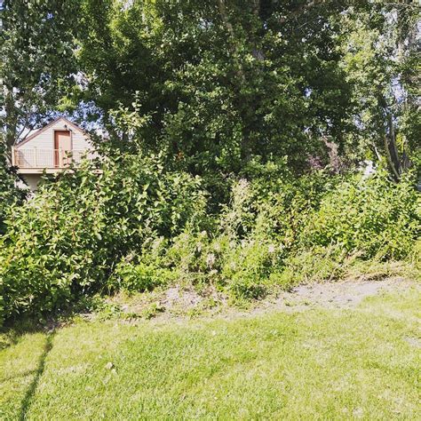 Weeds got you down? Lets us do some... - Jet black Industries