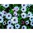 Daisies Wild Flowering Plants Family Chrysanthemums With White Flower 