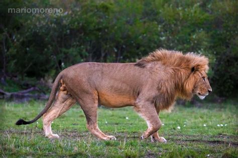 The Majestic Walk | Lions photos, Lion pictures, Male lion