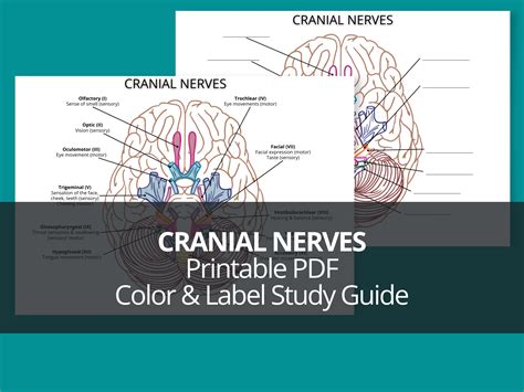 Cranial Nerves Pdf Coloring Worksheet Anatomy Printable Etsy