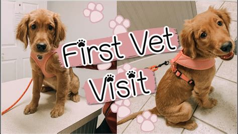 Getting ready for your puppy's vet visit. Golden Retriever Puppy's First Vet Visit! - YouTube