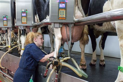 Cows In Milking Parlor Milking Parlor Cals Uw Madison With