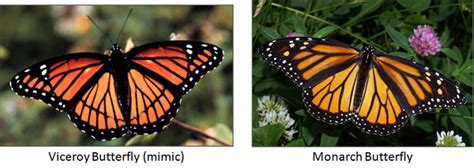 Batesian Mimicry Examples And Definition Video And Lesson Transcript