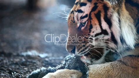 Siberian Tiger Eating Royalty Free Video And Stock Footage
