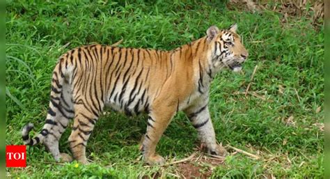 Tigress T 14 Found Dead In Madhya Pradeshs Kanha National Park