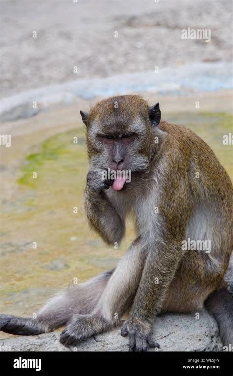 Side View Of A Monkey Looking Away Stock Photo Alamy