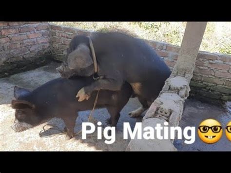 Pig Mating YouTube