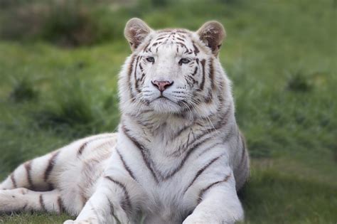 What Predators Eat White Tigers Joy Of Animals