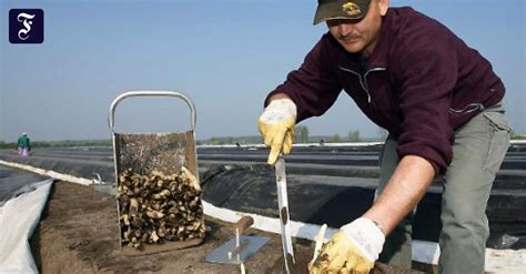 Landwirtschaft mit statt gegen die natur. Landwirtschaft: Spargel und Erdbeeren vergammeln auf den ...