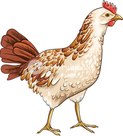 Vector Chicken Royalty Free Stock Image Storyblocks