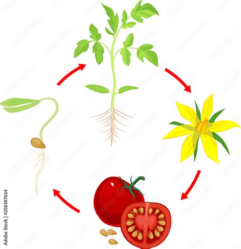 Life Cycle Of Tomato Plant Stages Of Growth From Seed And Sprout To