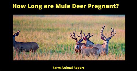 Gestation Period For A Mule Deer