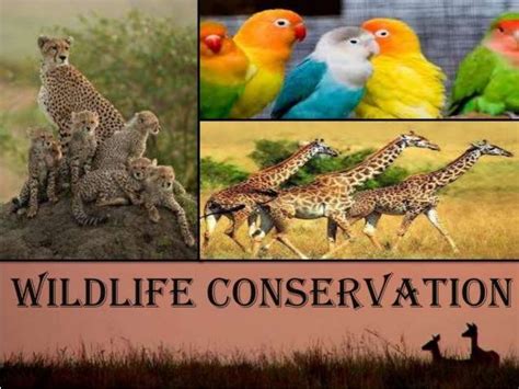 Wildlife Conservation And Its Benefits