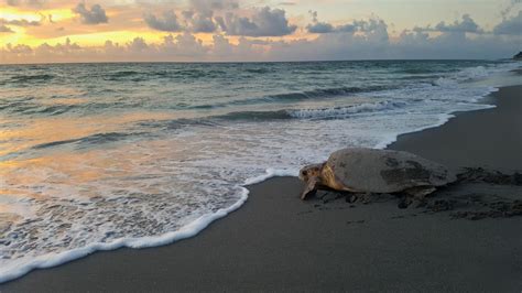 Adventure Awaits Pop Up Turtle Walk Sea Turtle Nesting Experience