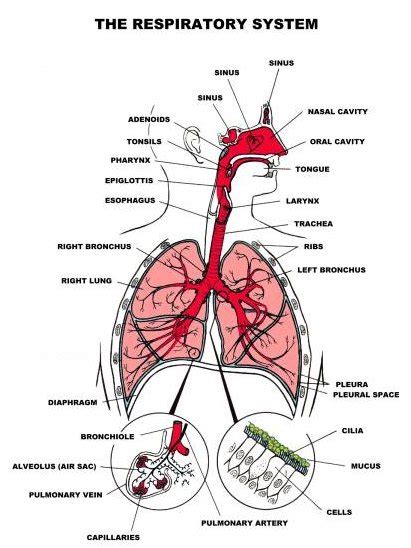 The Anatomy And Structure Of The Individual Human Body Safe Health Tips