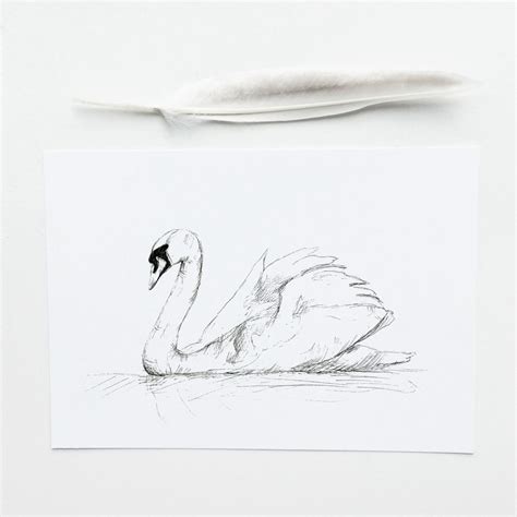 Animals Swan Swan Tattoo Swan Drawing Pencil Drawings Of Nature