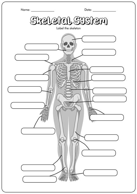 Lower Body Bone Anatomy Worksheet