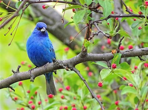 20 Photos Of Breathtaking Blue Colored Birds Birds And Blooms